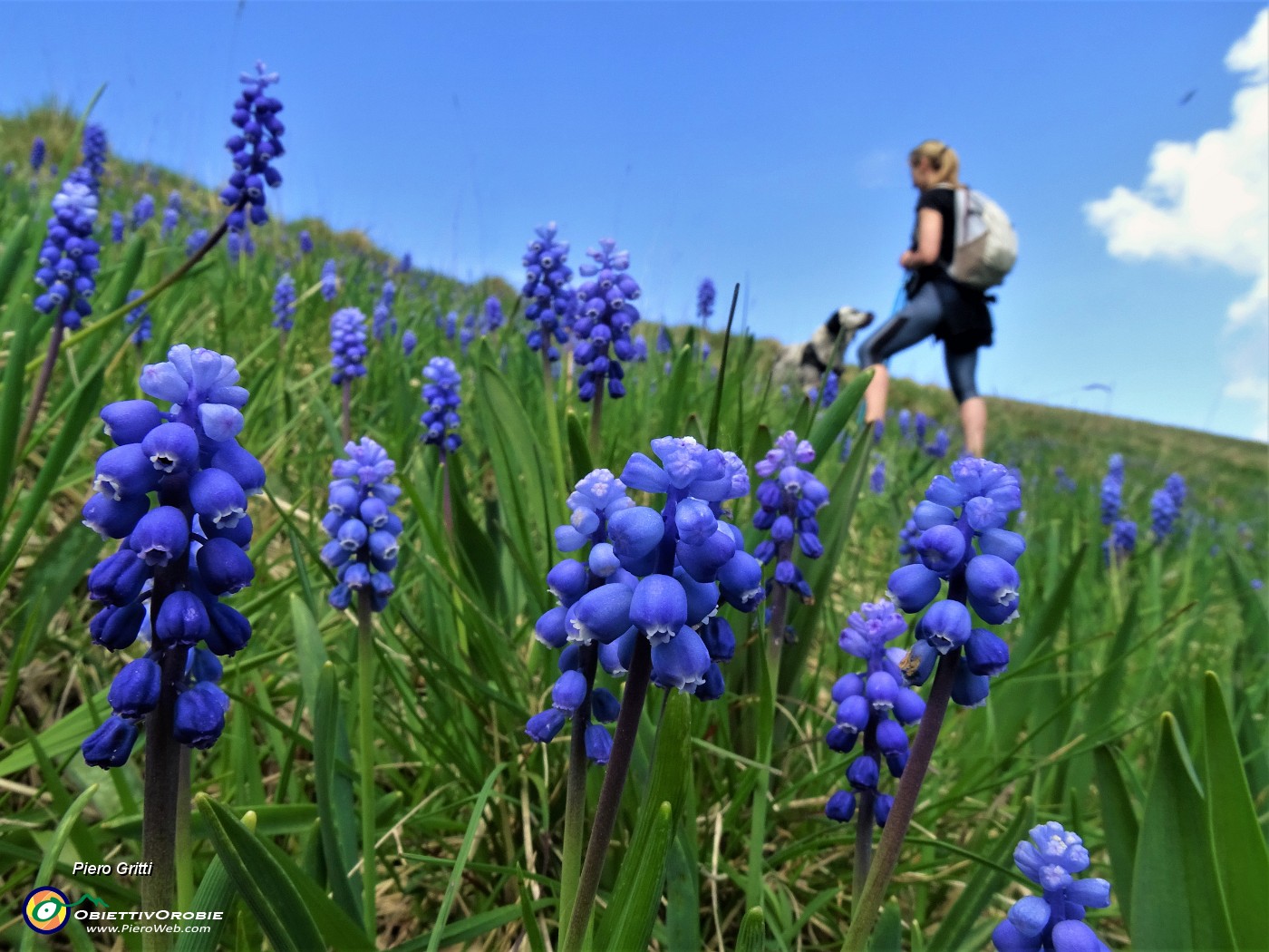 03 Distesa di Muscari (Muscari...) piuttosto appartati in un prato sul versante nord .JPG